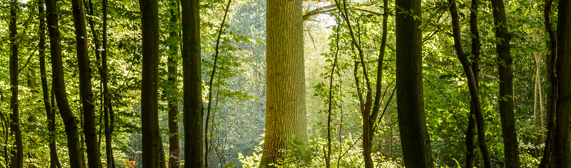 Arbres nos partenaires